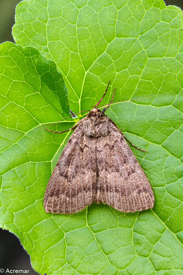 Falena da identificare - Apopestes spectrum, Erebidae